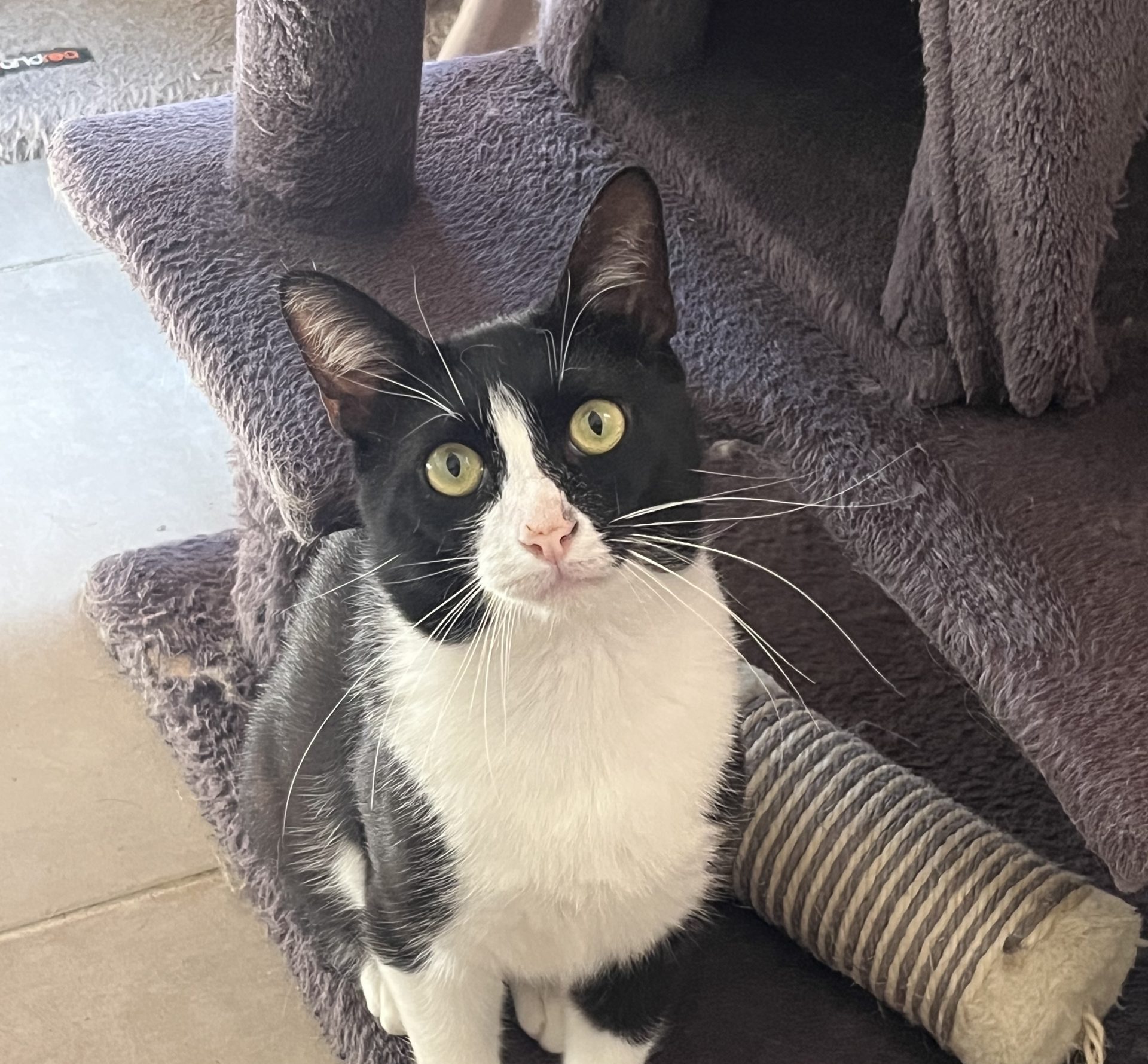 PEPITO
