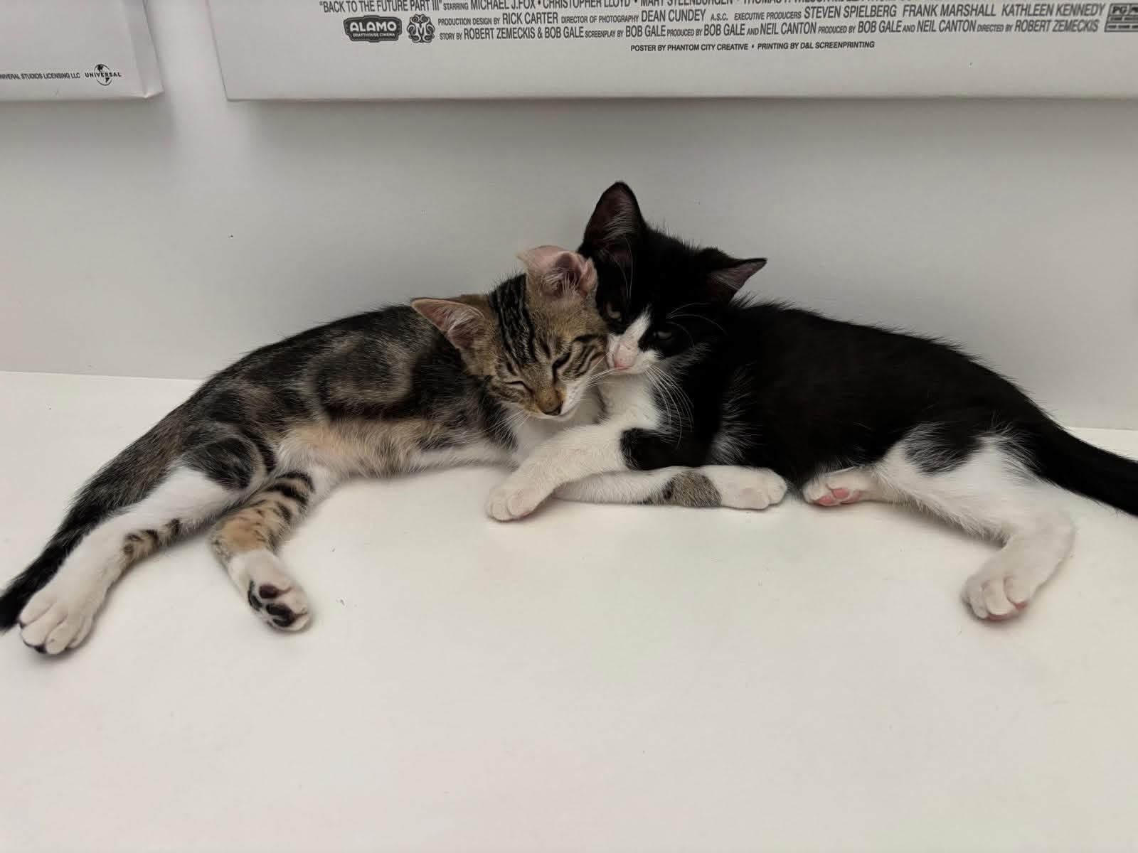 Chatons Duo