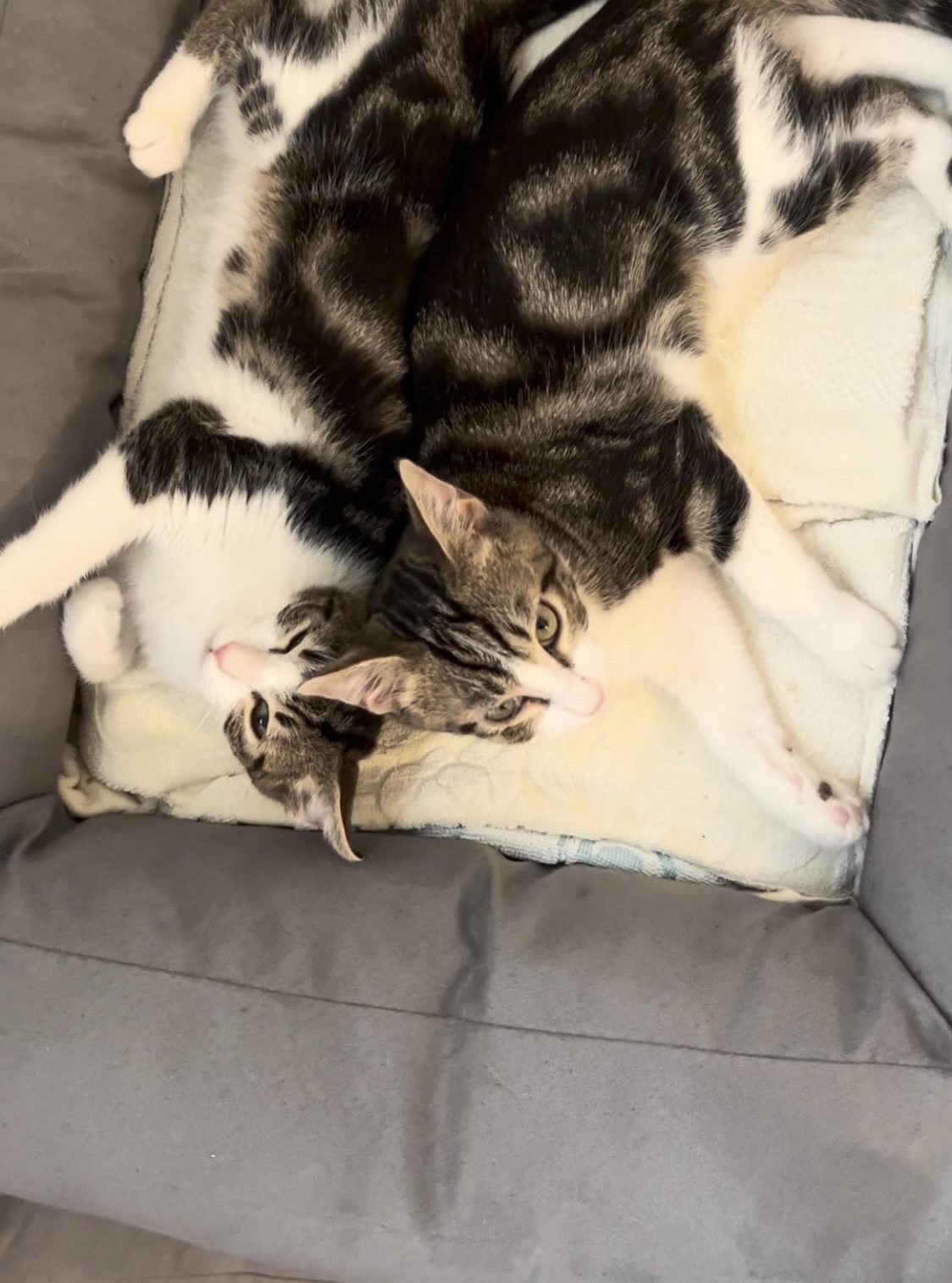 Chatons Duo
