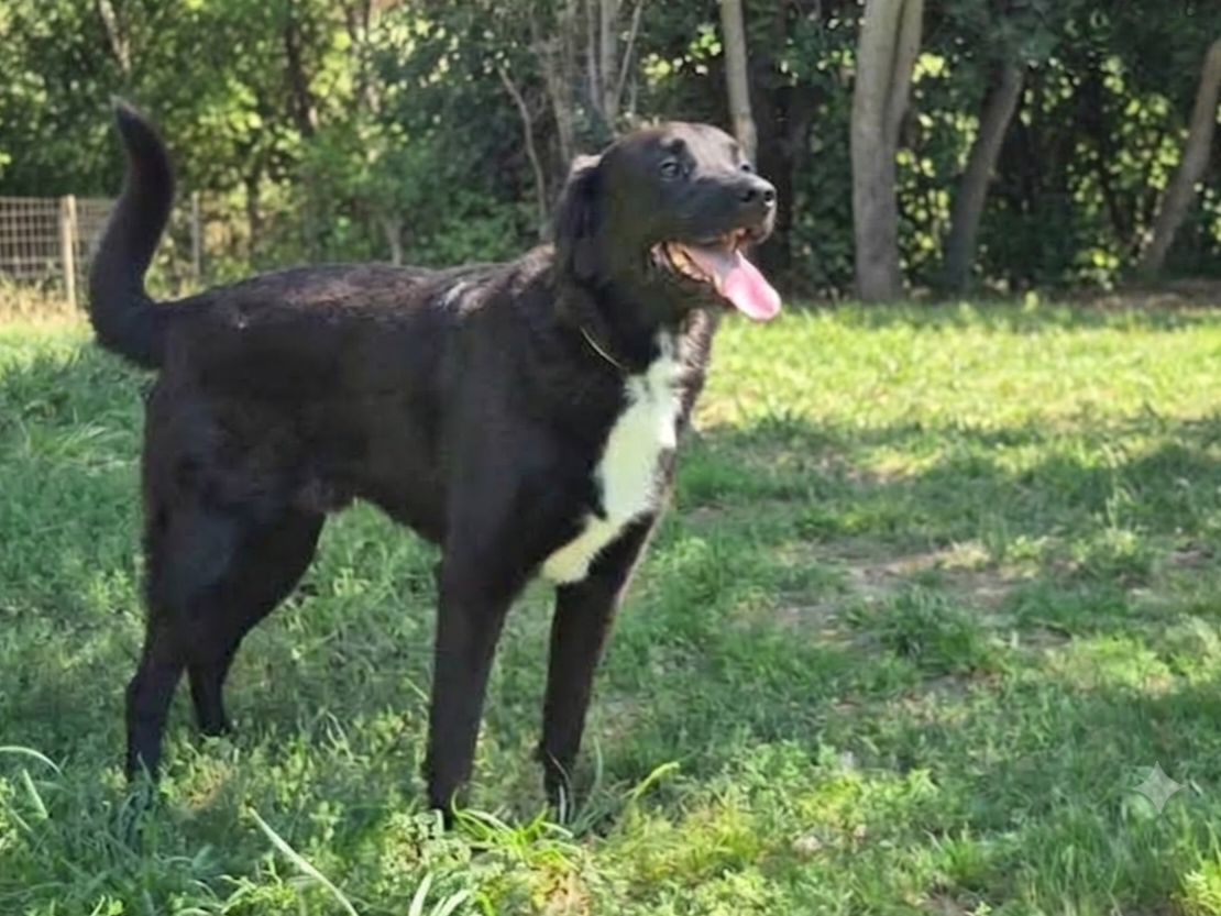 Rocky *adopté*