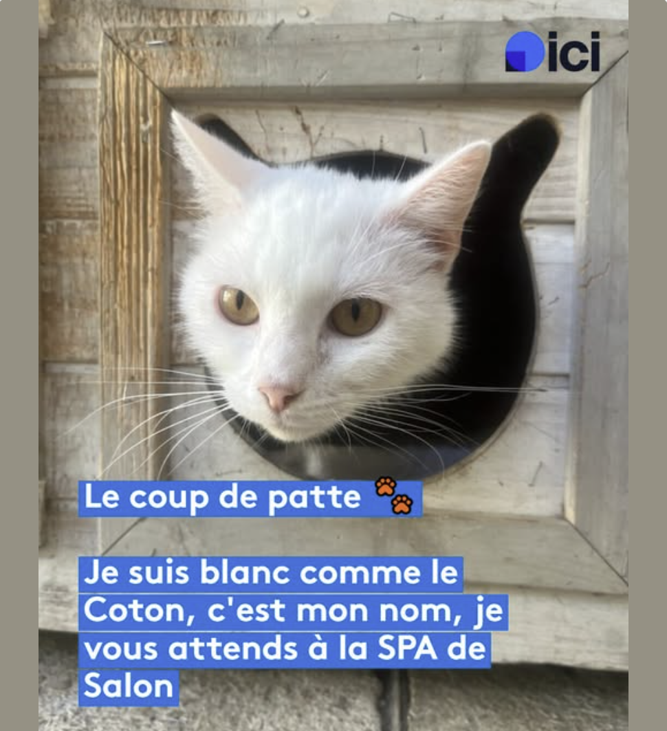 Coton - joli chat blanc à adopter à la SPA de Salon-de-Provence et sa Région