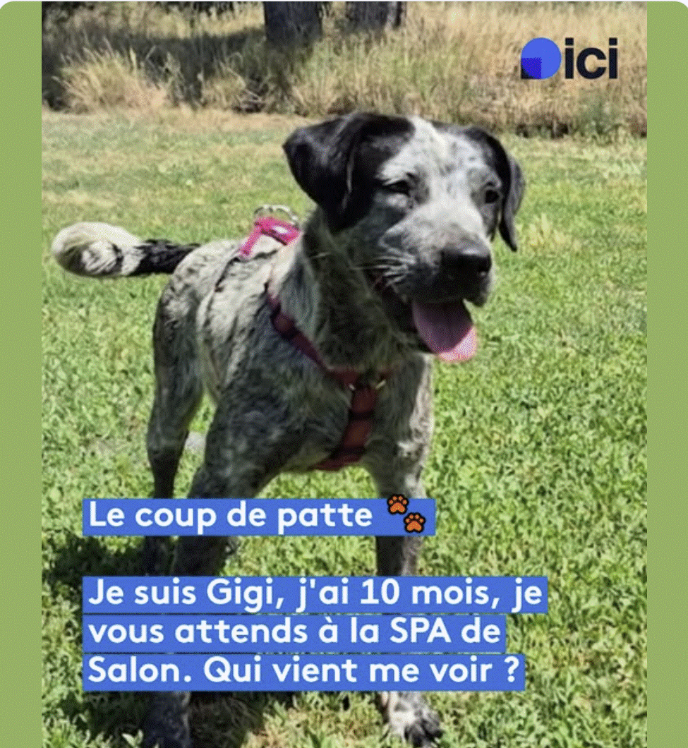 Gigi - jeune chienne Croisée Pointer à adopter à la SPA de Salon-de-Provence et sa Région