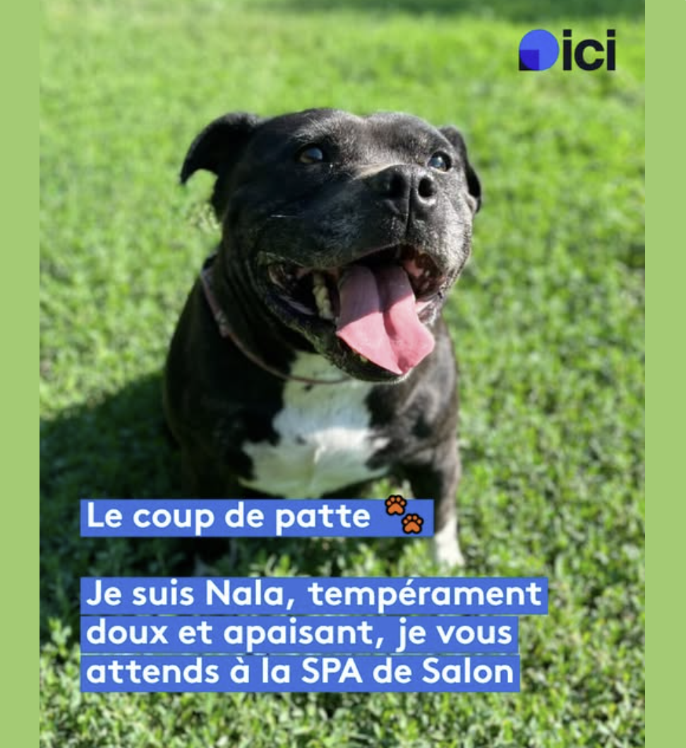 Nala - Staffy de 8 ans à adopter à la SPA de Salon-de-Provence et sa Région