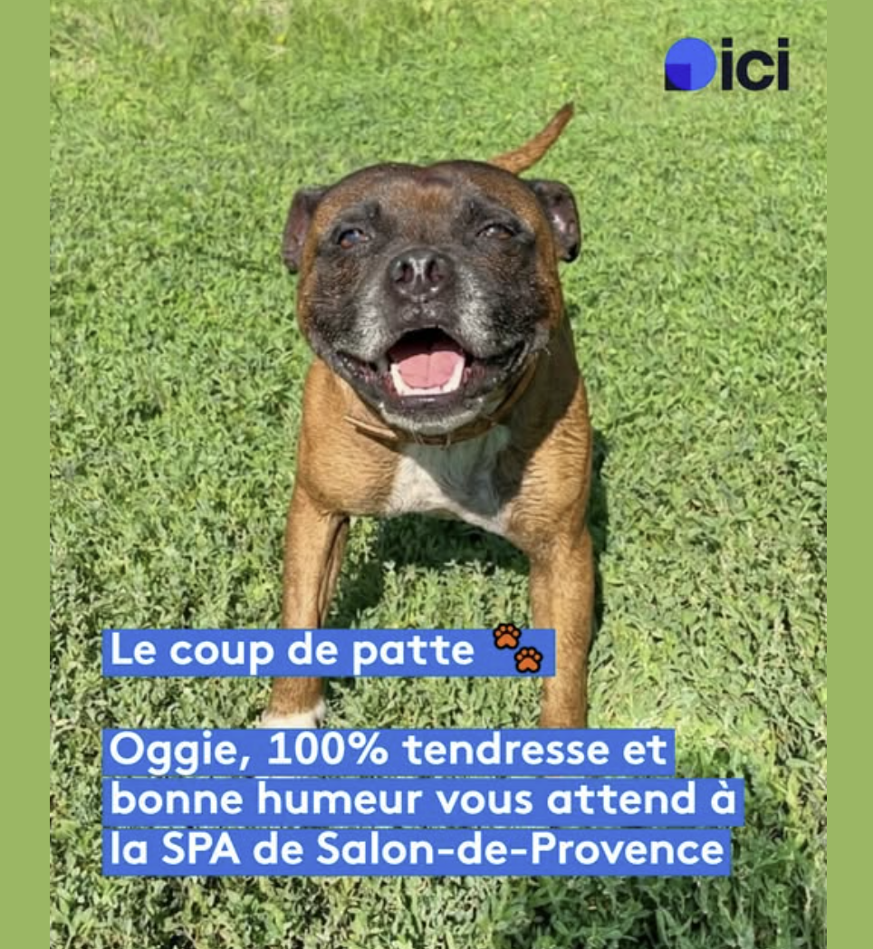 Oggie - chien à adopter à la SPA de Salon-de-Provence et sa Région