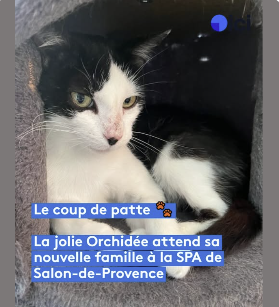 Orchidée - jolie chatte noire et blanche à adopter à la SPA de Salon-de-Provence et sa Région